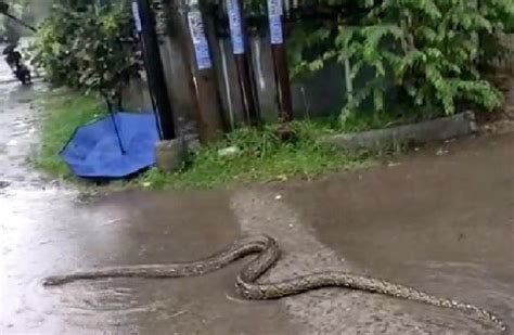 arti melihat ular nyebrang jalan  Jalan Sawo Raya Sukatani - Tapos Kota Depok 16454 0895 8033 11000 <a href=